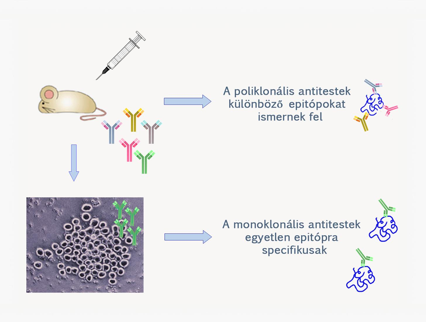 2.1. ábra: Monoklonális és polikonális antitestek Jelölés Példa Alkalmazás FITC (fluoreszcein izotiocianát) Flourokróm Enzim Biotin PE (fikoertitrin) rhodamin Texas vörös Peroxidáz (HRPO) Alkalikus
