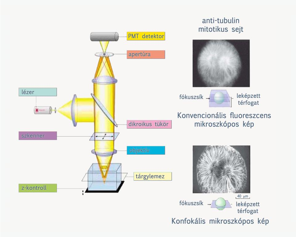 színszűrő elnyeli, a megfigyelő szemét vagy a fényérzékeny filmet csak a minta által kibocsátott hosszabb hullámhosszúságú fény éri el.