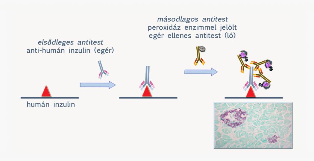 2.4.1.2. Indirekt immuncitokémiai preparátum tanulmányozása 3) Figyelje meg fénymikroszkóppal az inzulin tartalmú sejteket a hasnyálmirigy metszetében!