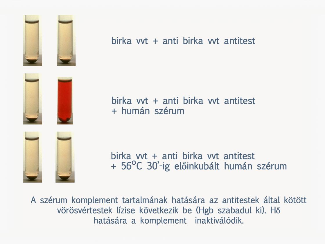 4.2. A komplement rendszer működésének vizsgálata A komplement fehérjéket elsősorban a májsejtek termelik.