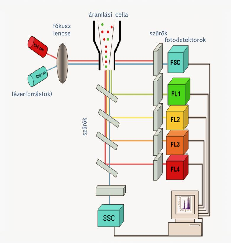 napjainkra már széles körben elterjedtek a szolubilis molekulák mérésére alkalmas mikrogyöngyalapú detektáló rendszerek (Cytometric Bead Array =CBA; microsphere-based flow cytometric assay), a