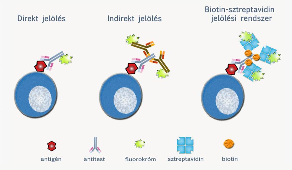 5.14. ábra: Antitesttel történő jelölések A klinikai gyakorlatban az immunfenotipizálás a legelterjedtebb, vagyis főként a sejtfelszíni és a sejten belüli fehérje mintázat alapján azonosítják és