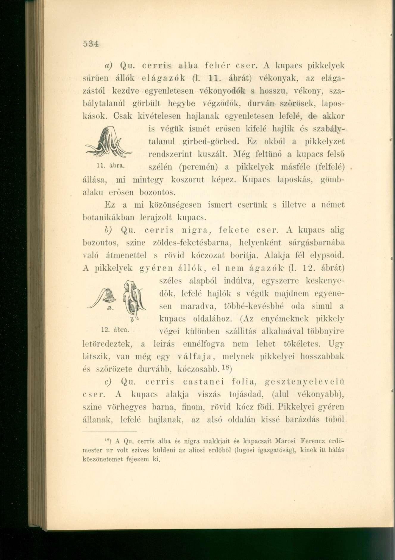 a) Qu. cerris alba fehér cser. A kupacs pikkelyek sűrűen állók elágazók (1. 11.