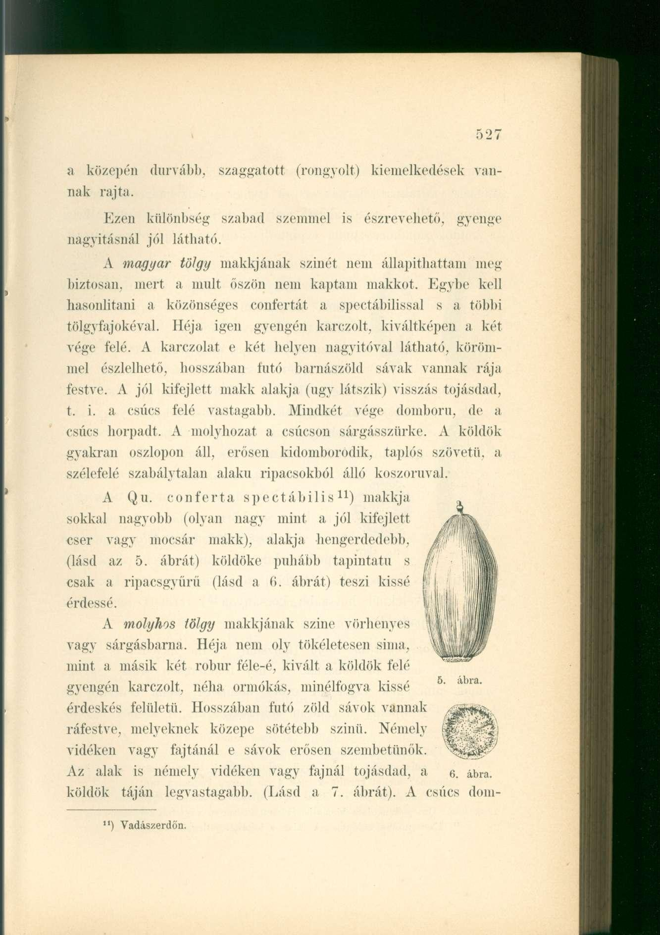 a közepén durvább, szaggatott (rongyolt) kiemelkedések vannak rajta. Ezen különbség szabad szemmel is észrevehető, gyenge nagyitásnál jól látható.
