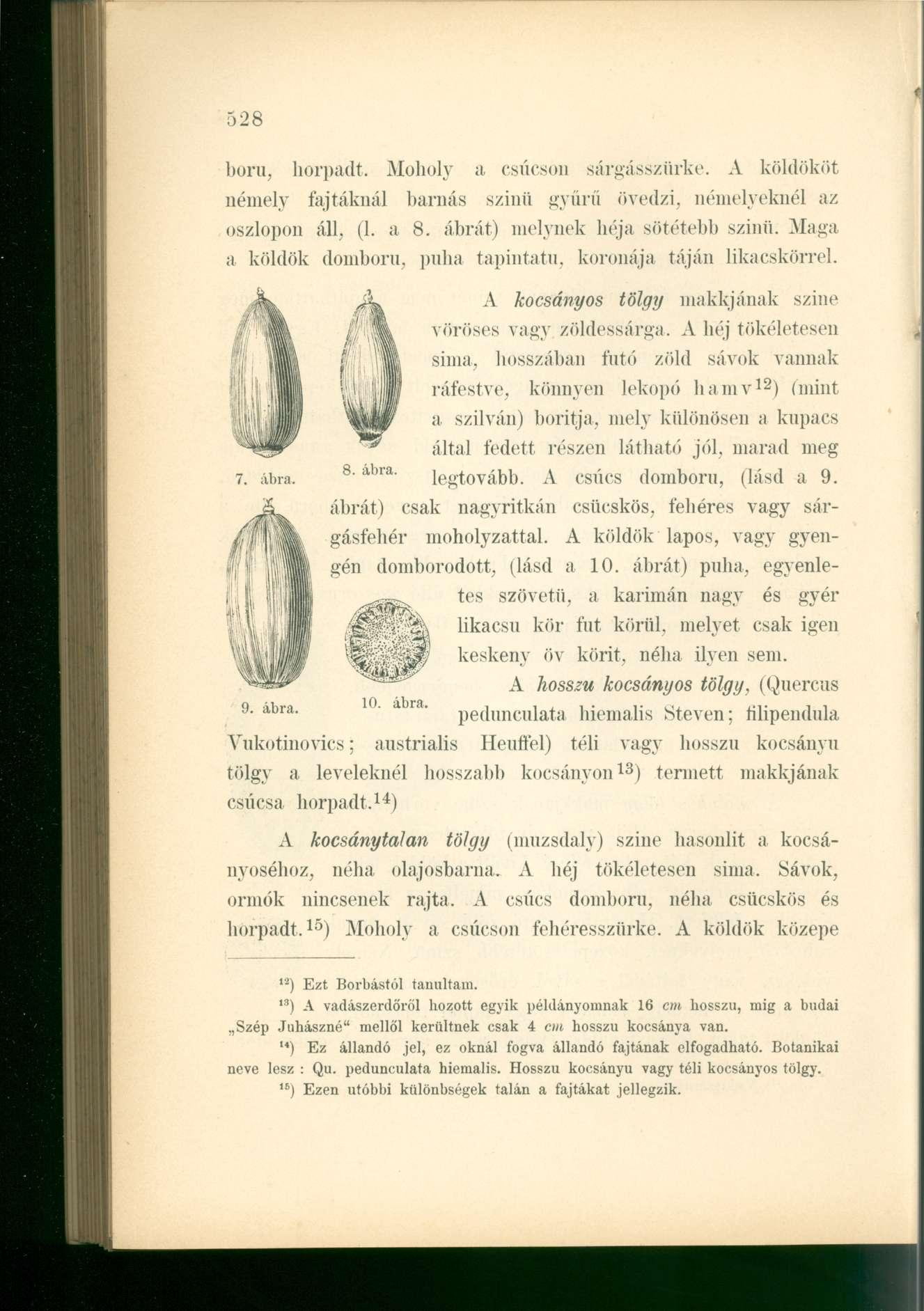 ború, horpadt, Moholy a csúcson sárgásszürke. A köldököt némely fajtáknál barnás szinü gyűrű övedzi, némelyeknél az oszlopon áll, (1. a 8. ábrát) melynek héja sötétebb szinü.