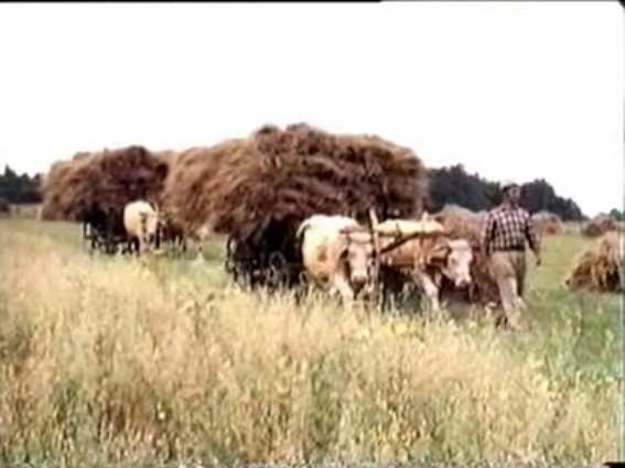 Hornyák Gyula: Abod, ahol a királynak kútja van. 3 4 2 A szőlőterület megoszlása a tőkék állapota és kora szerint, 1965.