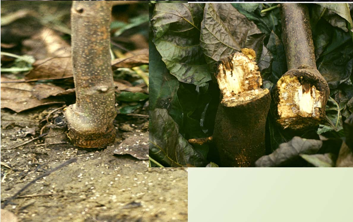 A dió alanyai Juglans regia: Erős növekedés, kései termőre fordulás Juglans nigra Gyengébb növekedés, korábbi termőre fordulás, hiperszenzitív CLSVre (Black line disease) Juglans hindsii Gyengébb