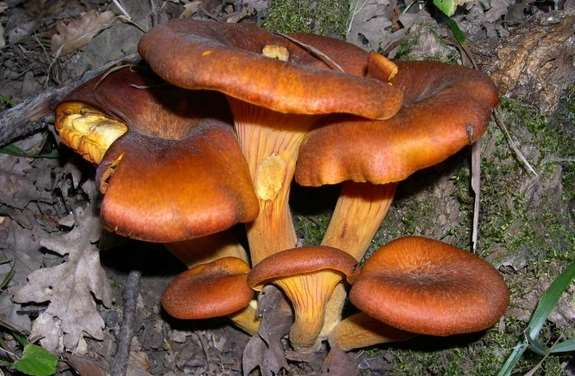 Világító tölcsérgomba az év gombája Feltűnő és mérgező gomba a fatönkök tövén, tuskóján, tönkjén vagy körülötte csoportosan növő, tölcséres, rókavörös árnyalatú világító tölcsérgomba (Omphalotus