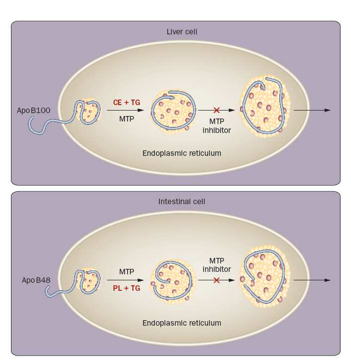 PCSK9 inhibítorok PCSK9-ellenes antitest PCSK9: proprotein convertase subtilizin/kexin 9 Egy serin convertase Az LDL-cholesterin receptort bontja gain-of-function mutációk: Fokozott receptor