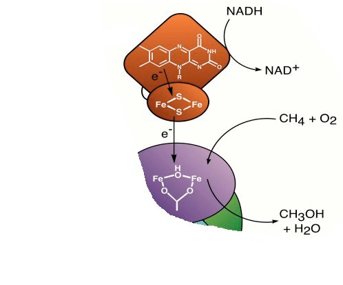 A reduktáz komponens (MMOC (38,5 kda)) egy vas-kén flavoprotein, ami egy [2Fe- 2S]-centrumot és egy fél flavin adenin dinukleotidot (FAD) tartalmaz molekulánként.