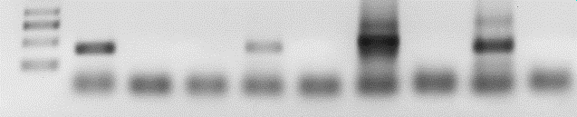 A gdns Vad mmog mmor Cu 2+ : + - + - + - M 750 bp 500 bp 250 bp B gdns Vad Vad mmos mmos M Cu 2+ : + + - - + + - - RT : + - + - + - + - C gdns Vad Vad mmoq mmoq Cu 2+ : + + - - + + - - RT : + - + - +