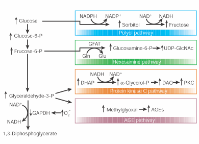 O-Glikoziláció Diabetesben Diabetes komplikációk -poliol út -Hexózamin-út -Protein kináz C (PKC) aktiváció