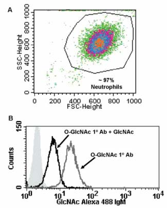 Protein asszociált O-GlcNAc detektálása flow cytometriával Golks A., Guerini D.