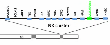 O-GlcNAc transzferáz, O-GlcNAcáz gének lokalizációja X-kromoszóma, közel az Xic X inactivation center-hez OGT O-GlcNAcáz 10-es