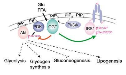 O-Glikoziláció Diabetesben Inzulin rezisztancia Yang X, Ongusaha PP, Miles PD, Havstad JC, Zhang