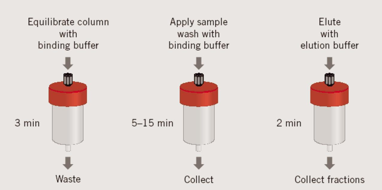 Glutation-Sepharose affinitáskromatográfia Glutation-Sepharose