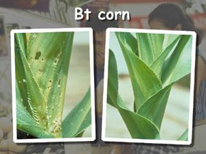 Rovarrezisztens növények Bacillus thuringiensis deltaendotoxin (Bt-toxin) gén beépítése Rovarrezisztens gyapot A