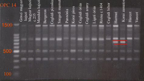 5.2 Magyarországon termesztett fı kajszifajták analízise RAPD markerekkel A kipróbált OPA, OPB, OPC sorozatba tartozó hatvan OPERON RAPD primer közül 45 esetben kaptunk jól detektálható DNS