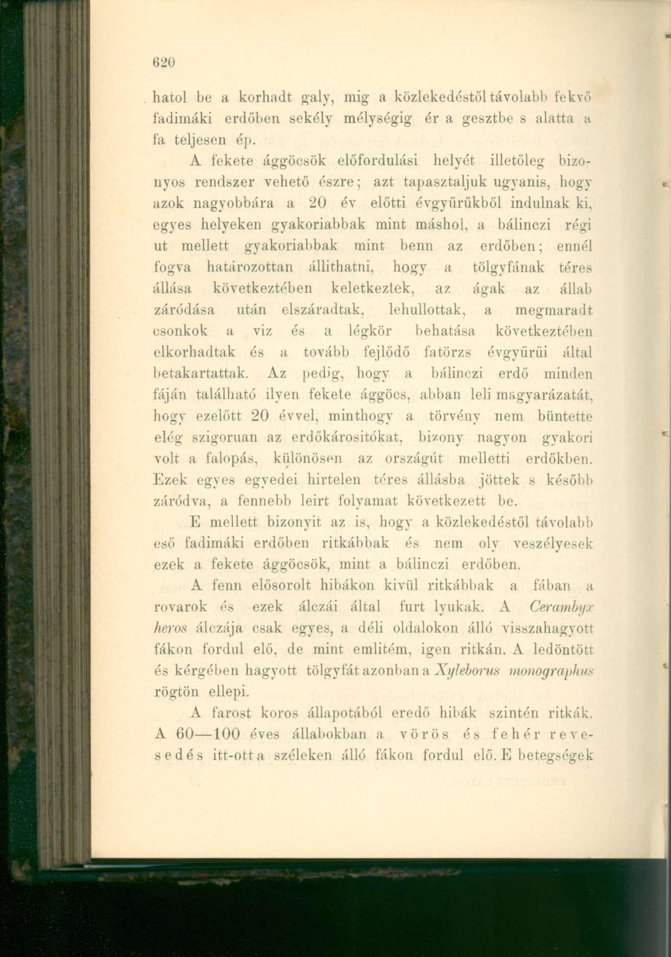 hatol be a korhadt galy, mig a közlekedéstől távolabb fekvő fadimáki erdőben sekély mélységig ér a gesztbe s alatta a fa teljesen ép.