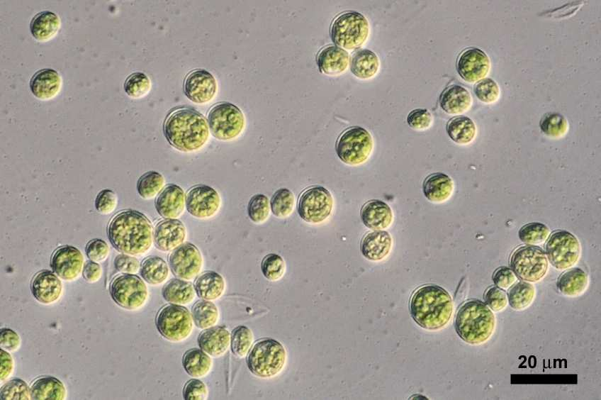 1-1. ábra Chlorella vulgaris miroszópos épe 1-2. ábra: Pseudoirchneriella subcapitata miroszópos épe 1-3.