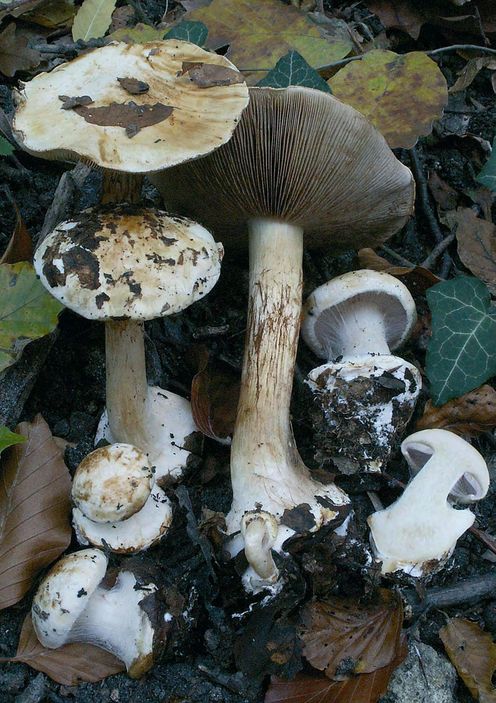2. ábra. Cortinarius albertii Dima, Frøslev et T. S. Jeppesen Visegrádi-hegység, Tahi (DB-3342). Fotó: Dima B. Fig. 2.