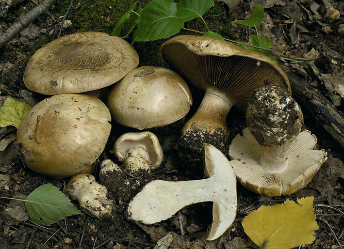 A B 4. ábra. Cortinarius balteatoalbus Rob. Henry Mátra, Mátraszentistván (A = DB-3604; B = AL-09/40). Fotók: A) Dima B.; B) Albert L. Fig. 4. The fruit-bodies of Cortinarius balteatoalbus in Hungary (Mátraszentistván, Mátra Mts) (A = DB-3604; B = AL-09/40).