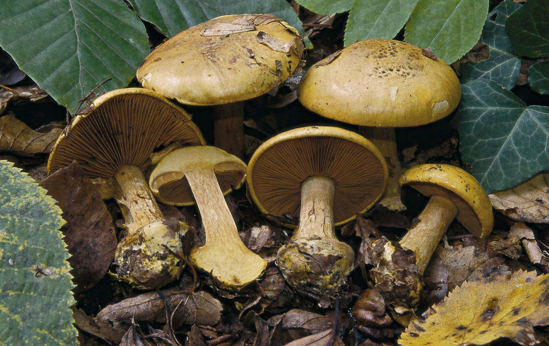6. ábra. Cortinarius fulvocitrinus Brandrud Visegrádi-hegység, Tahi (DB-2172). Fotó: Dima B. Fig. 6.
