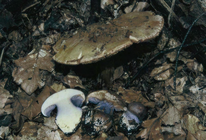 8. ábra. Cortinarius prasinocyaneus Rob. Henry Mátra, Kékestető (DB-1191). Fotó: Dima B. Fig. 8.