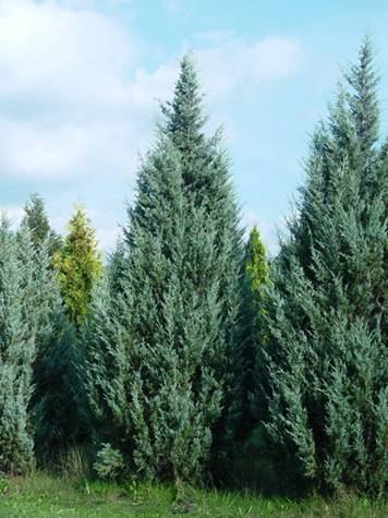 Juniperus scopulorum Skyrocket alakváltozása Amikor először behoztuk Sokaik
