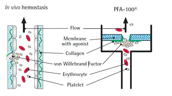 in vivo hemosztázis és PFA-100