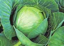 NOU în sortiment Bame Az okra Bama este o plantă cu fructe comestibile din familia Malvaceelor (din care fac parte şi bumbacul, arborele de cacao sau hibiscul).