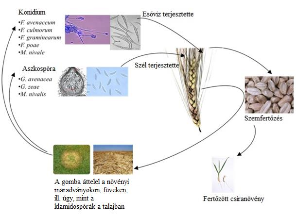 2. ábra: A Fuzárium fajok életciklusa. 4.