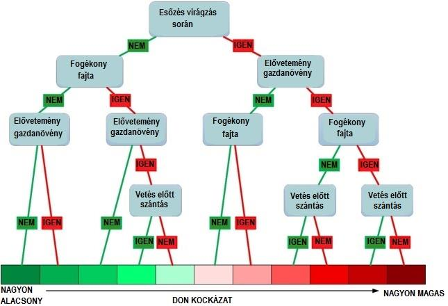 4. ábra: Döntéshozatali ábra a DON-kockázat elemzéséhez: megmutatja a virágzás alatti időjárási tényezők (esős vagy száraz periódus); az elővetemény (fogékony vagy nem); a talajművelés (szántás vagy