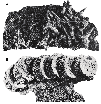 SLÉNYTAN 2. ábra. Az Odontaspis (Synodontaspis) divergens maradványai a csillaghegyi oligocén üledékb l. A: fogmaradványok (alattuk az állkapocsív töredékének torzult maradványa).