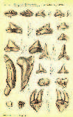 SLÉNYTAN Peru. Journal of Vertebrate Paleontology 29(1):1-13. [4] Ehret, D. J., Macfadden, B. J., Jones, D. S., Devries, T. J., Foster, D. A., Salas-Gismondi, R.