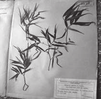 Galium purpureum L. Szül földje szolgálatában 1. Els tudományos dolgozata, doktori dolgozata és 16 szaktanulmánya szül földjén, Torockón és környékén végzett kutatásainak eredménye.