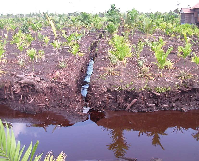 95% of the peatlands in South East Asia have already been drained to some extent, so a provision to