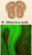 SVZ neuronképzés a születő neuronok integrációja AOB: accessory olfactory bulb; DG: dentate gyrus; LV: lateral ventricle; MOB: main olfactory bulb; MOE: main olfactory epithelium; RMS: rostral