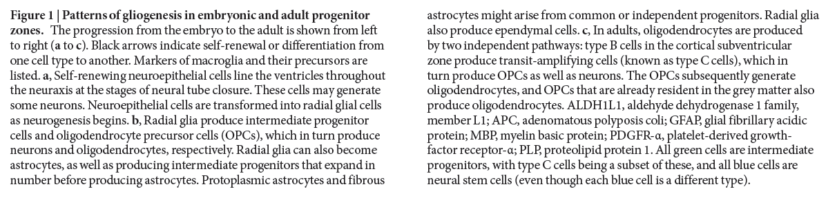 Az asztroglia leszármazás gliogén fázis perinatálisan, majd az asztroglia képzés folyamatos -