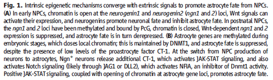 Az asztroglia leszármazás a NPC neuronális -> gliális sejtsors-választása (részben) epigenetikus szabályozás