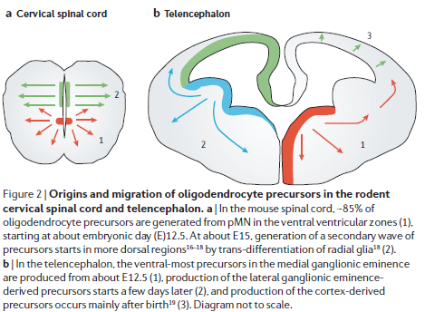 Az oligodendroglia leszármazás ma: 3 hullámban keletkeznek (OPC1, 2 és 3) speciális oligodendrogliogén zónák a VZ-ban: - embrionális gerincvelő: főleg a ventrális területből (~85% a pmnből; [OPC 1])