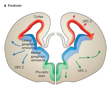 Az oligodendroglia leszármazás speciális oligodendrogliogén zónák a VZ-ban: - telencephalon: korai elválás a neuronális fejlődéstől (~E12,5): ventrálisan, a mediális gangliondombokból (MGE) indul a