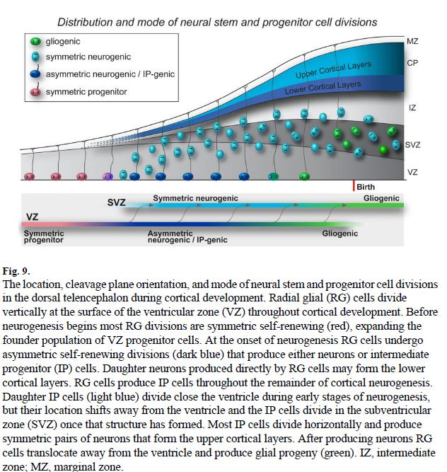 A radiális glia leszármazásai (dorzális telencephalon) IP: intermedier