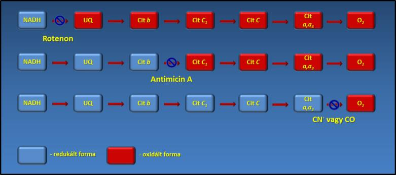 9. Ábra: Gátlószerek hatása a mitokondriális elektrontranszport lánc egyes lépéseire A különböző inhibítorok az elektrontranszport láncnak a különböző lépéseit specifikusan képesek gátolni.