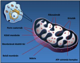 A MITOKONDRIÁLIS ENERGIATERMELŐ FOLYAMATOK VIZSGÁLATA ELMÉLETI HÁTTÉR A mitokondriumok szerkezete és funkciója A mitokondriumok többnyire minden eukarióta sejtben megtalálható, kettős membránnal