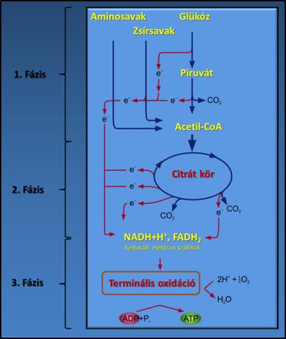 A biológiai oxidáció A biológiai oxidáció a szerves vegyületekben lévő szén oxidációja és az oxigén molekula redukciója.