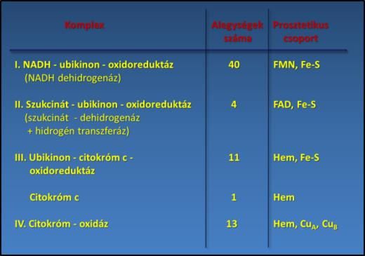 ubikinonnak. A szukcinát-dehidrogenáz része a citrátkörnek is, annak egyetlen membrán kötött enzime. A II. komplex protonpumpa aktivitással nem rendelkezik.