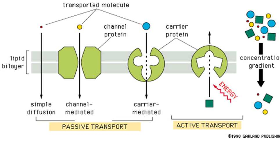 Transzport mechanizmusok