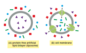 Membránon keresztül folyó transzportfolyamatok A membrán lehet : lipid kettősréteg (teljes) sejtmembrán A transzport energetikailag lehet: Passzív (egyszerű diff., a lipid 2-s rétegen v.