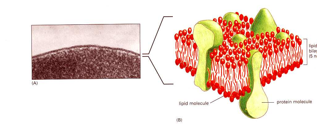 Lipid bilayer 5 nm A citoplazma membrán funkciói: barrier transzport